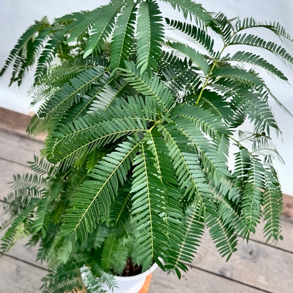 観葉植物：エバーフレッシュ*8号 セラアート鉢 受皿付 ネムノキ