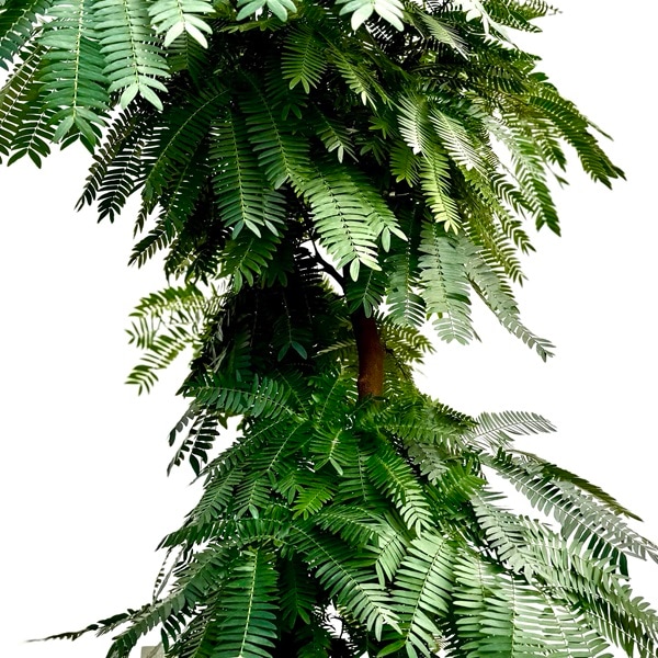 観葉植物：エバーフレッシュ*8号 セラアート鉢 受皿付 ネムノキ
