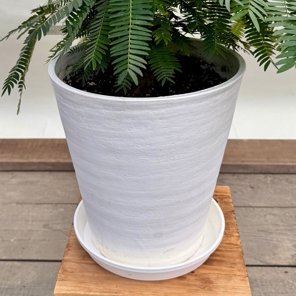 観葉植物：エバーフレッシュ*8号 セラアート鉢 受皿付 ネムノキ