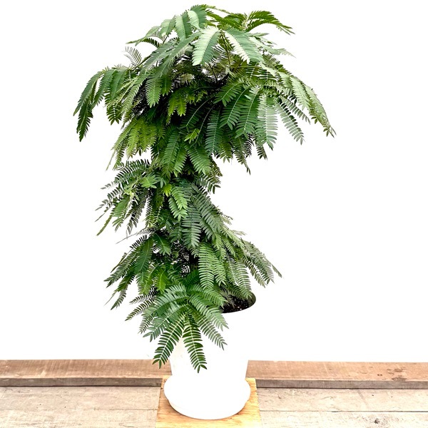 エバーフレッシュ　観葉植物 066-08 観葉植物 エバーフレッシュ8号サイズ1鉢 - 鹿児島県南