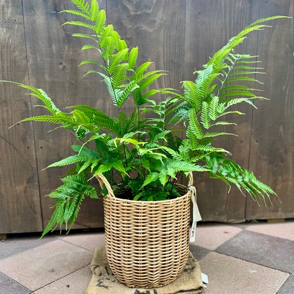 観葉植物：プテリス フォーレイ 鉢カバー*7号 シダ植物 | 観葉植物