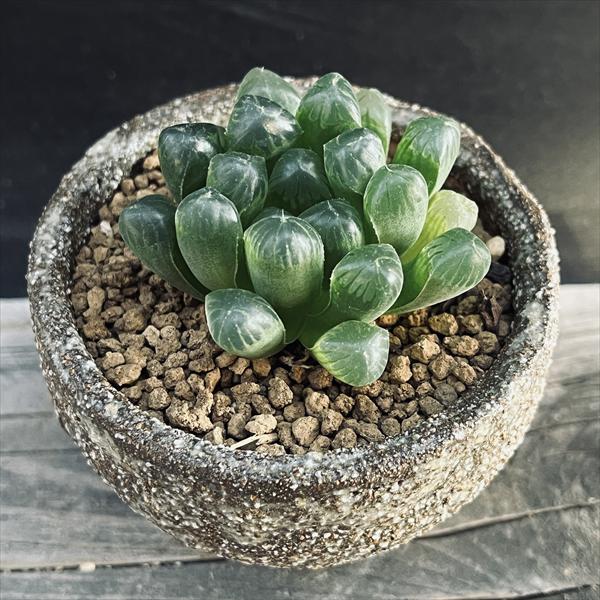 ¿����ʪ: �ϥ������ ���֥ġ��� ���ھ�ƫ��ȭ *�� ���ܥƥ�