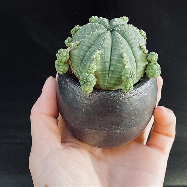 多肉植物：ユーフォルビア 子吹きシンメトリカ 陶器鉢 *和 サボテン