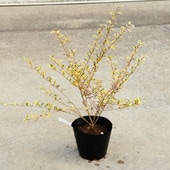 ���ڡ�������������ץ�ڥåȡʥ��������ɥ�åץ��*ʤ�ز��á����桡����50���