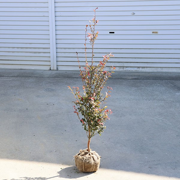 ڡڡɱ󥫡ʥå󥷥*ΰء˧᥵󥫡ɱ ĤФĥХ