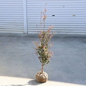 ���ڡ����ڡ�ɱ�����󥫡ʥ�å����󥷥���*�����ΰ���ء�˧�᥵���󥫡�ɱ������ ���ĤФ����ĥХ�