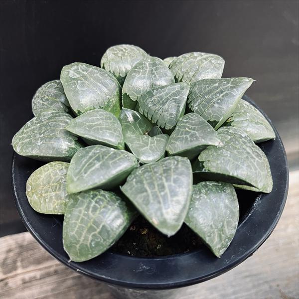 ☆特価☆多肉植物：ハオルチア 大型選抜スプリングボクブラケンシス*幅