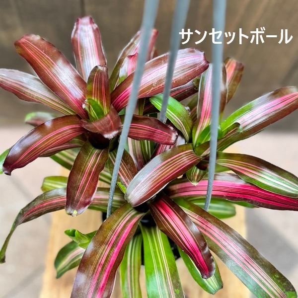 着生植物 観葉植物 選べる：ネオレゲリア*3.5号 吊り鉢 サンセット