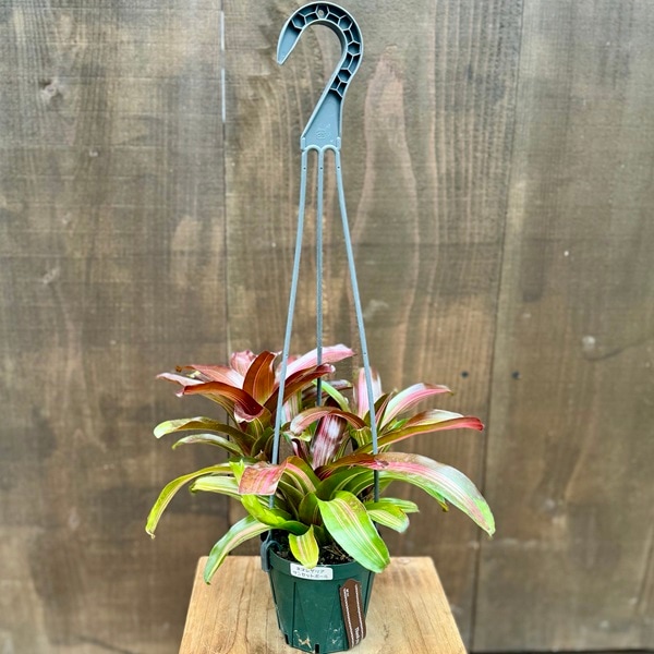ネオレゲリア3種セット 着生植物 観葉植物 選べる：ネオレゲリア*3.5号 吊り鉢 サンセット