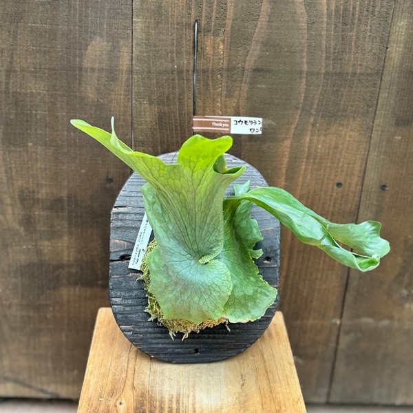 ビカクシダ ワンダエ ビカクシダ ワンダエ