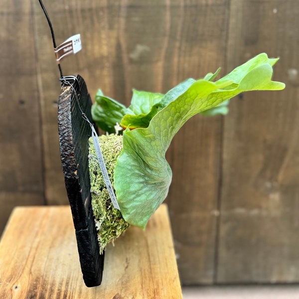 観葉植物：コウモリラン ワンダエ 板付け*吊り ビカクシダ Platycerium