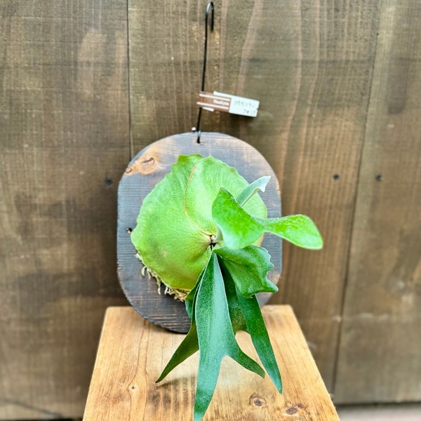 観葉植物：コウモリラン フーンシキQQ 板付け*吊り ビカクシダ