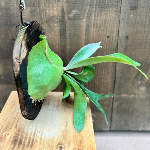 観葉植物：コウモリラン フーンシキQQ 板付け*吊り ビカクシダ
