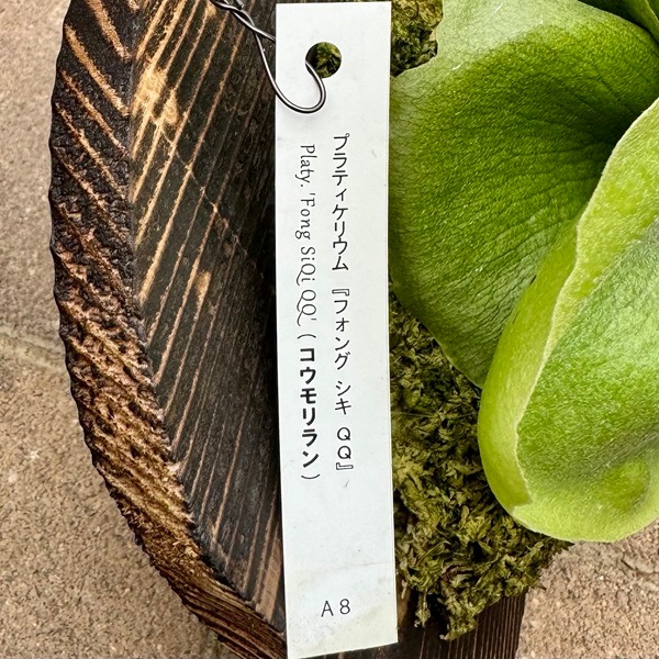 観葉植物：コウモリラン フーンシキQQ 板付け*吊り ビカクシダ