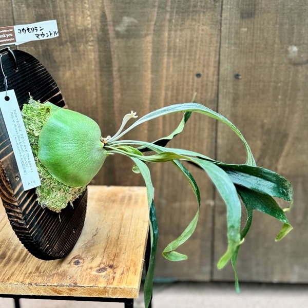 観葉植物：コウモリラン マウントルイス リトルキティ 板付け