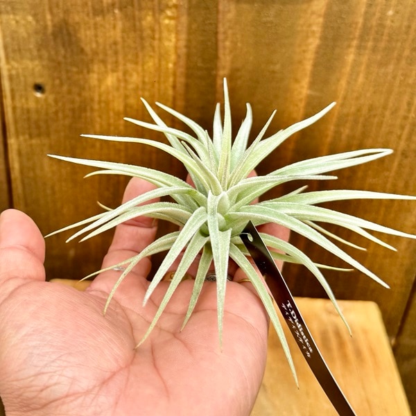 観葉植物 エアープランツ：チランジア ディディスティカ R* | 観葉植物