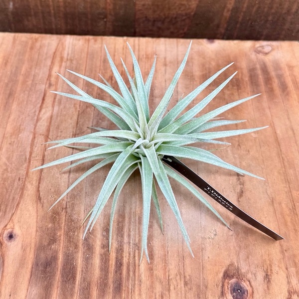 観葉植物 エアープランツ：チランジア ディディスティカ R* | 観葉植物