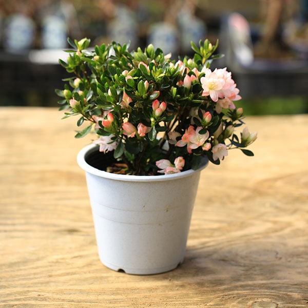 ミニ薔薇、久留米つつじ、姫うつぎ Amazon.co.jp: 遊恵盆栽：久留米つつじ(信楽焼鉢)*ツツジ躑躅bonsai