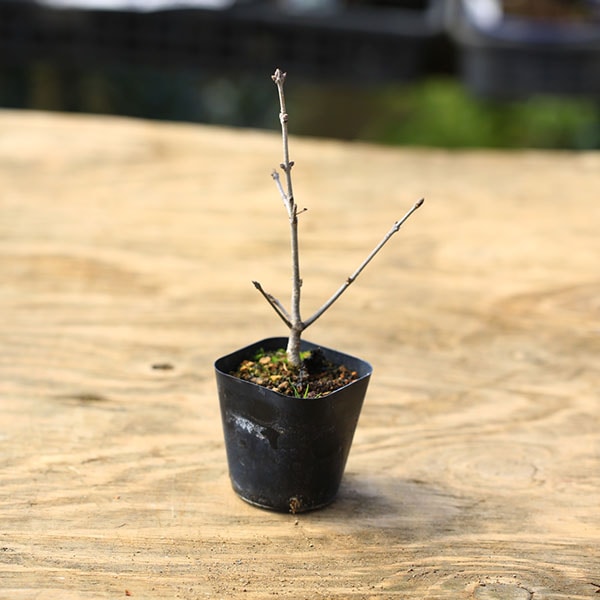 ġ*(ХΥȥͥꥳ) ⡡