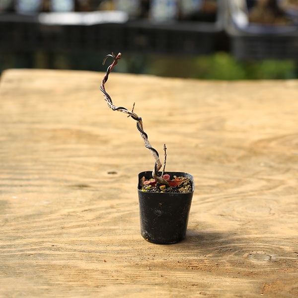 �ġ��ޤ��*�ޥ�ߡ�����