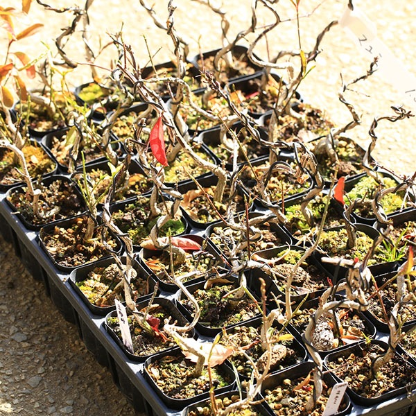 苗：まゆみ*マユミ 真弓 | 新着商品,新入荷苗・再入荷苗 | 遊恵盆栽 本店