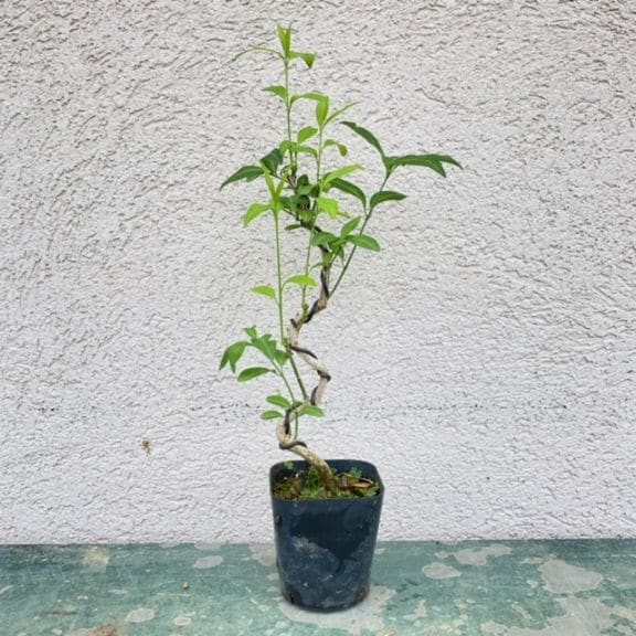苗：まゆみ*マユミ 真弓 | 新着商品,新入荷苗・再入荷苗 | 遊恵盆栽 本店