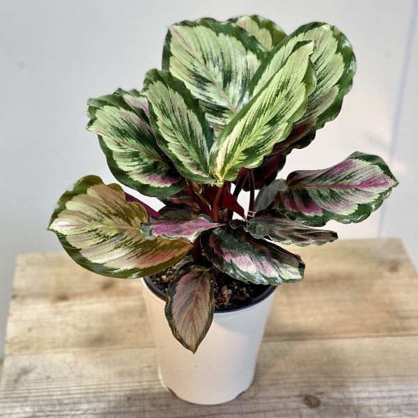 観葉植物：カラテア メダリオン*5号 プラポット | 観葉植物,ミディアム