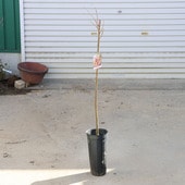 ���ڡ����ڡ��ġ��������ڡ���ʿ����*�������꡿���꡿��ؤ����ܤ��ڡ�����80��������β���