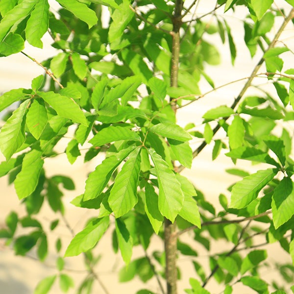 庭木・植木：コナラ（こなら）*一本立ち 当店おまかせ品 樹高：約