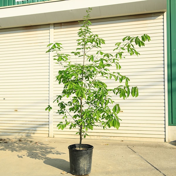 庭木・植木：コナラ（こなら）*一本立ち 当店おまかせ品 樹高