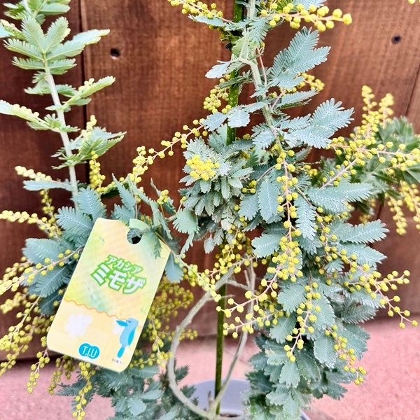 苗 観葉植物：アカシア ミモザ*銀葉アカシア | 観葉植物,ガーデン