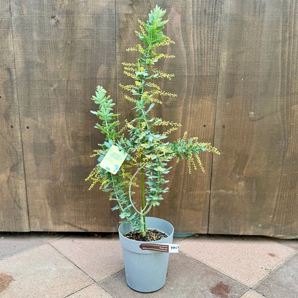 苗 観葉植物：アカシア ミモザ*銀葉アカシア | 観葉植物,ガーデン