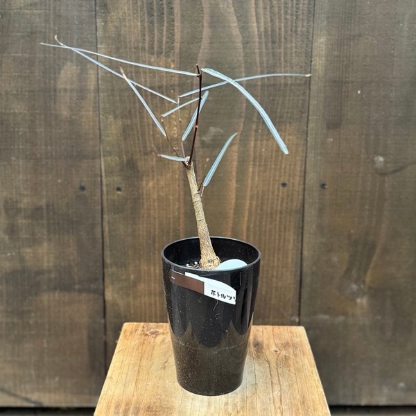 観葉植物：ブラキキトン ボトルツリー*4号 プラポット | 観葉植物