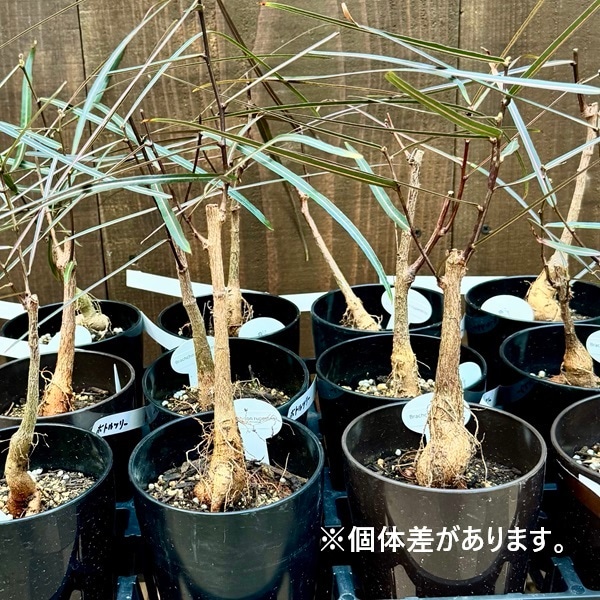 観葉植物：ブラキキトン ボトルツリー*4号 プラポット | 観葉植物