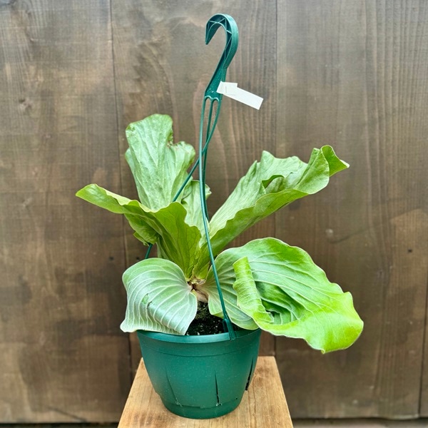 観葉植物：ビカクシダ コウモリラン エレファントティス*7号 吊り