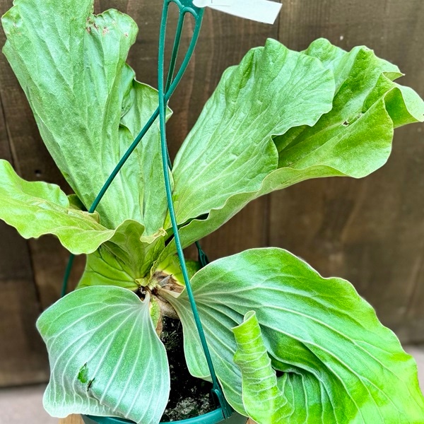 観葉植物：ビカクシダ コウモリラン エレファントティス*7号 吊り