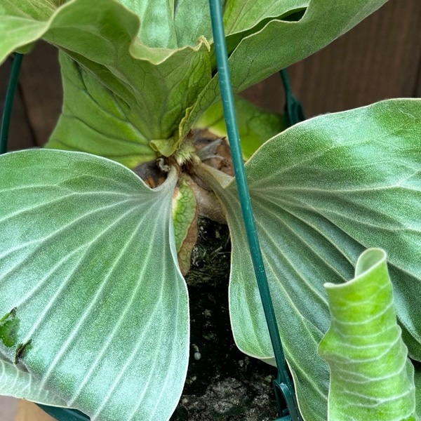 観葉植物：ビカクシダ コウモリラン エレファントティス*7号 吊り