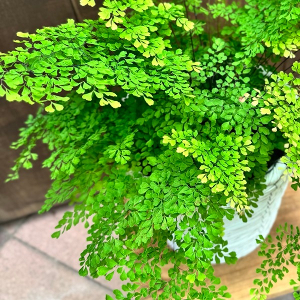 観葉植物：アジアンタム ミクロフィラ 鉢カバー*プラ受皿付 | 観葉植物