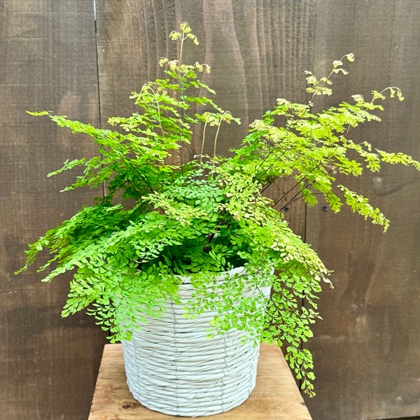 観葉植物：アジアンタム ミクロフィラ 鉢カバー*プラ受皿付 | 観葉植物