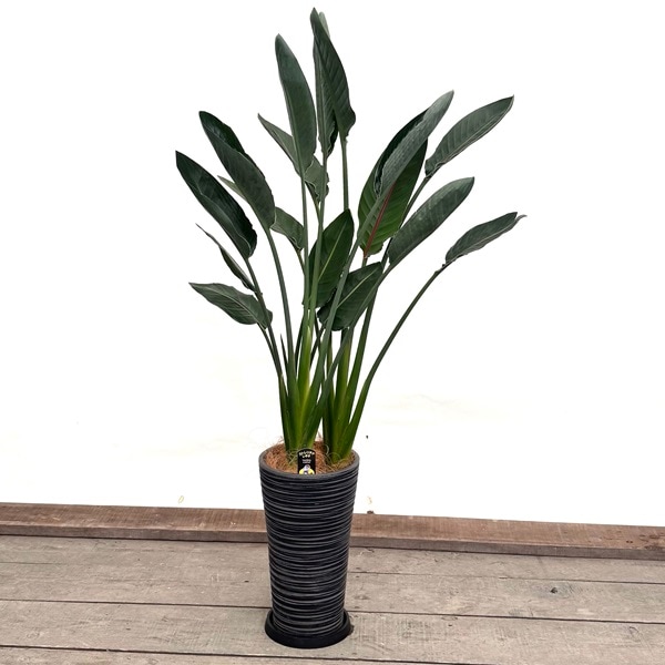 観葉植物：ストレリチア レギネ 鉢植え 受皿付*大型佐川急便配送