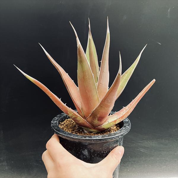 多肉植物：アガベ ケルチョベイ ファジャパン レッド*L 幅20cm