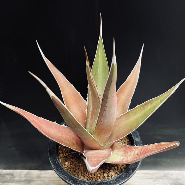 多肉植物：アガベ ケルチョベイ ファジャパン レッド*L 幅20cm