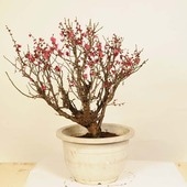 ߺϡߡ *ᡡᡡPrunus mume bonsai 緿ޥ ߺ