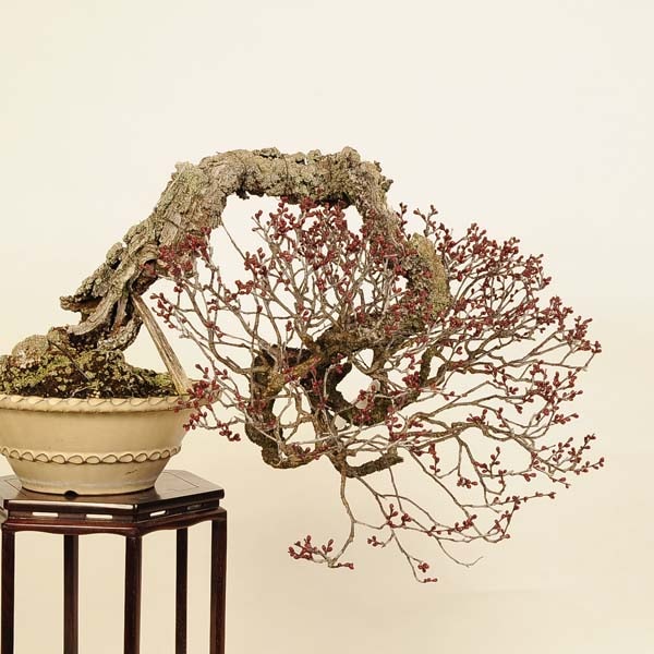 盆栽 特選：緋梅(ひばい)現品*うめ ウメ Prunus mume Hibai bonsai大品