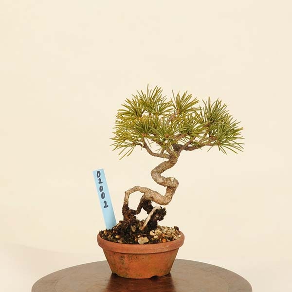 盆栽：五葉松* 現品 ごようまつ ゴヨウマツ Goyoumatsu bonsai ミニ