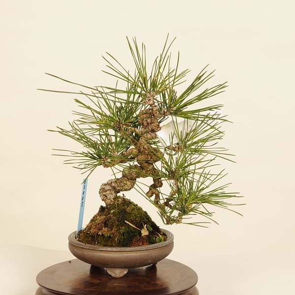 盆栽 特選：三河黒松* 現品 くろまつ クロマツ Kuromatsu bonsai 小品