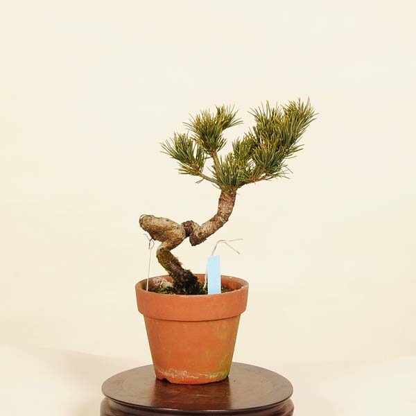 八房五葉松 八紘 小品盆栽