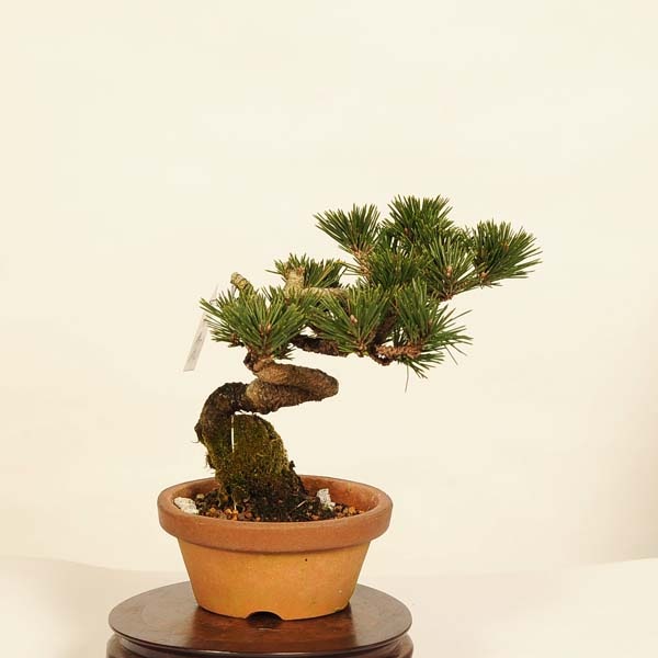 盆栽：黒松(千寿丸)* 現品 くろまつ クロマツ Kuromatsu bonsai 小品