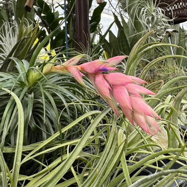 観葉植物 エアープランツ：チランジア ストリクタ XL*エアプランツ
