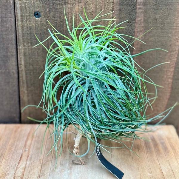 観葉植物 エアープランツ：チランジア ストリクタ XL*エアプランツ